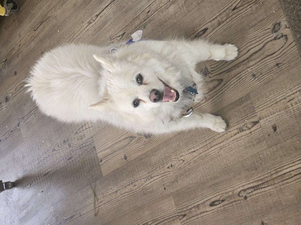 American Eskimo needs home