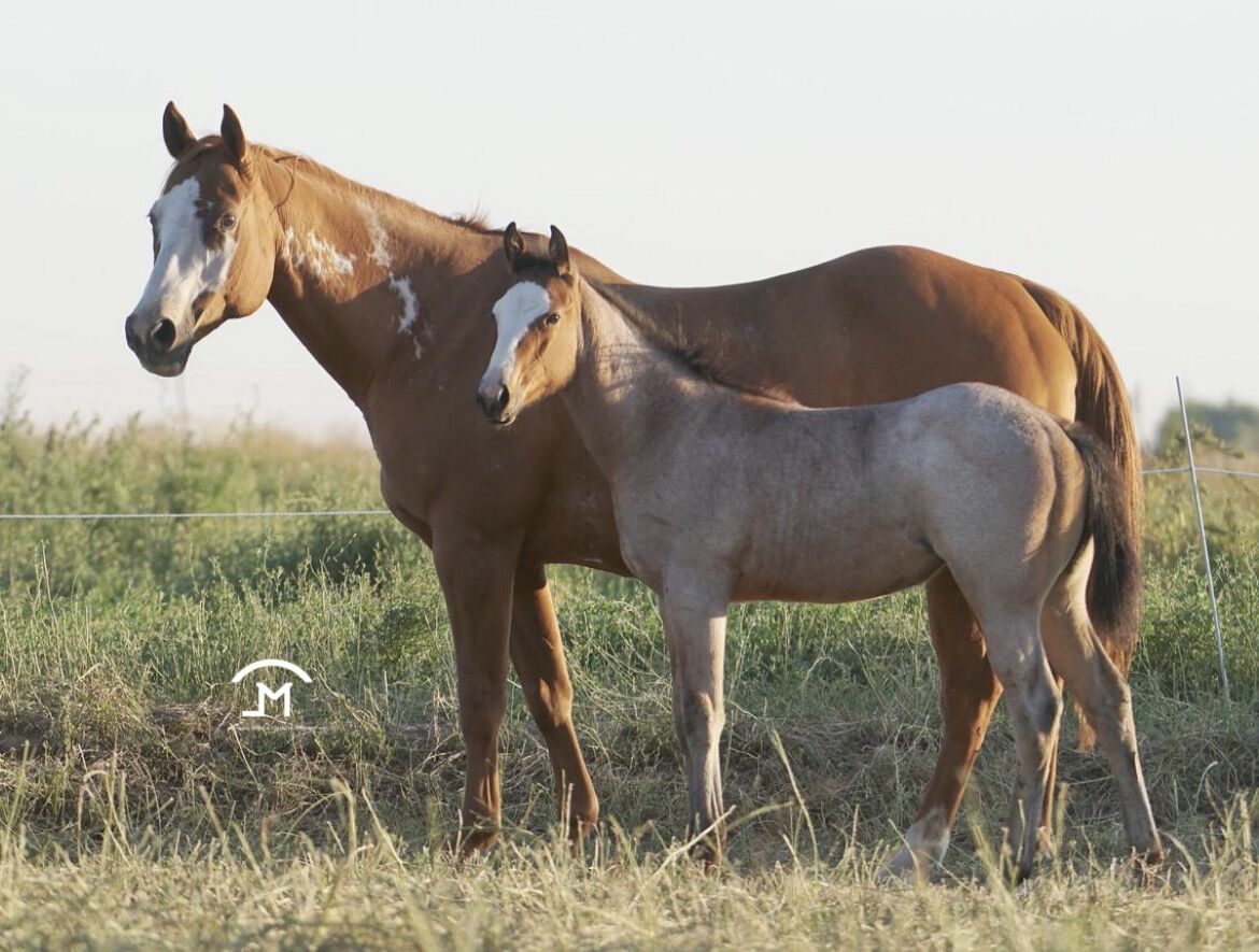 2010 APHA Open Broodmare