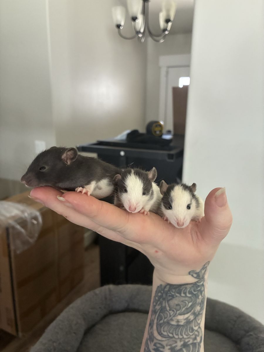 Young rat brothers (pending)