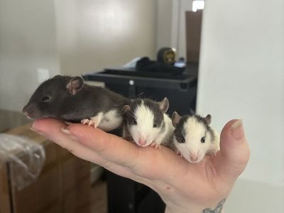 Young rat brothers (pending)