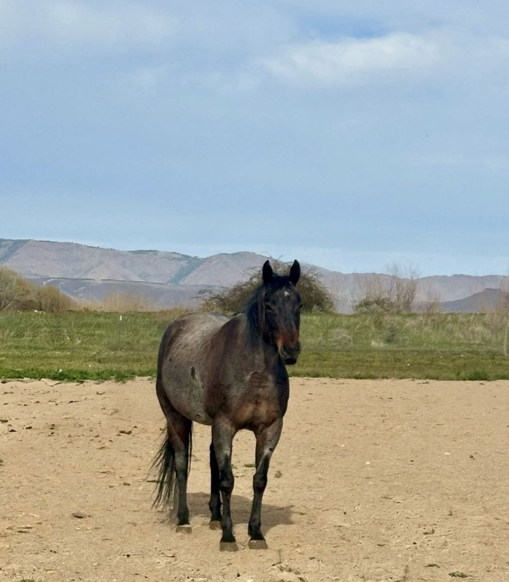8 year old bay roan mare 