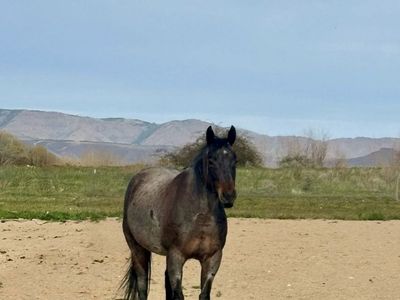 8 year old bay roan mare