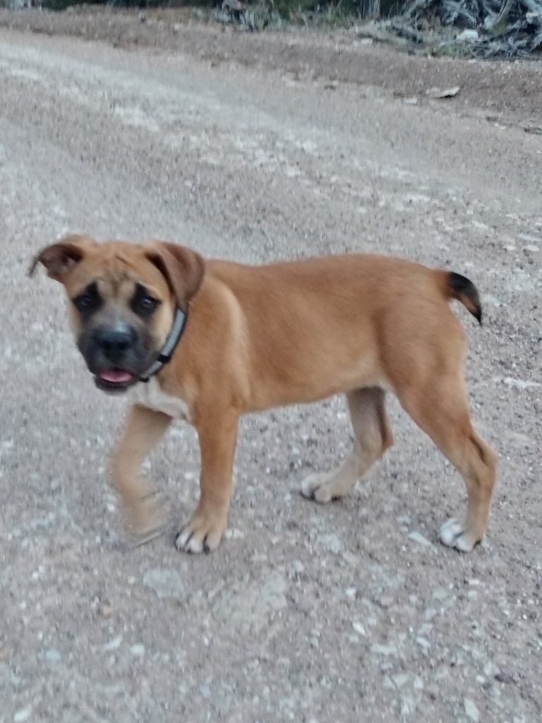 Female St. Bernard Mix