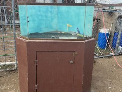 Larger Tank (55g?) Obo