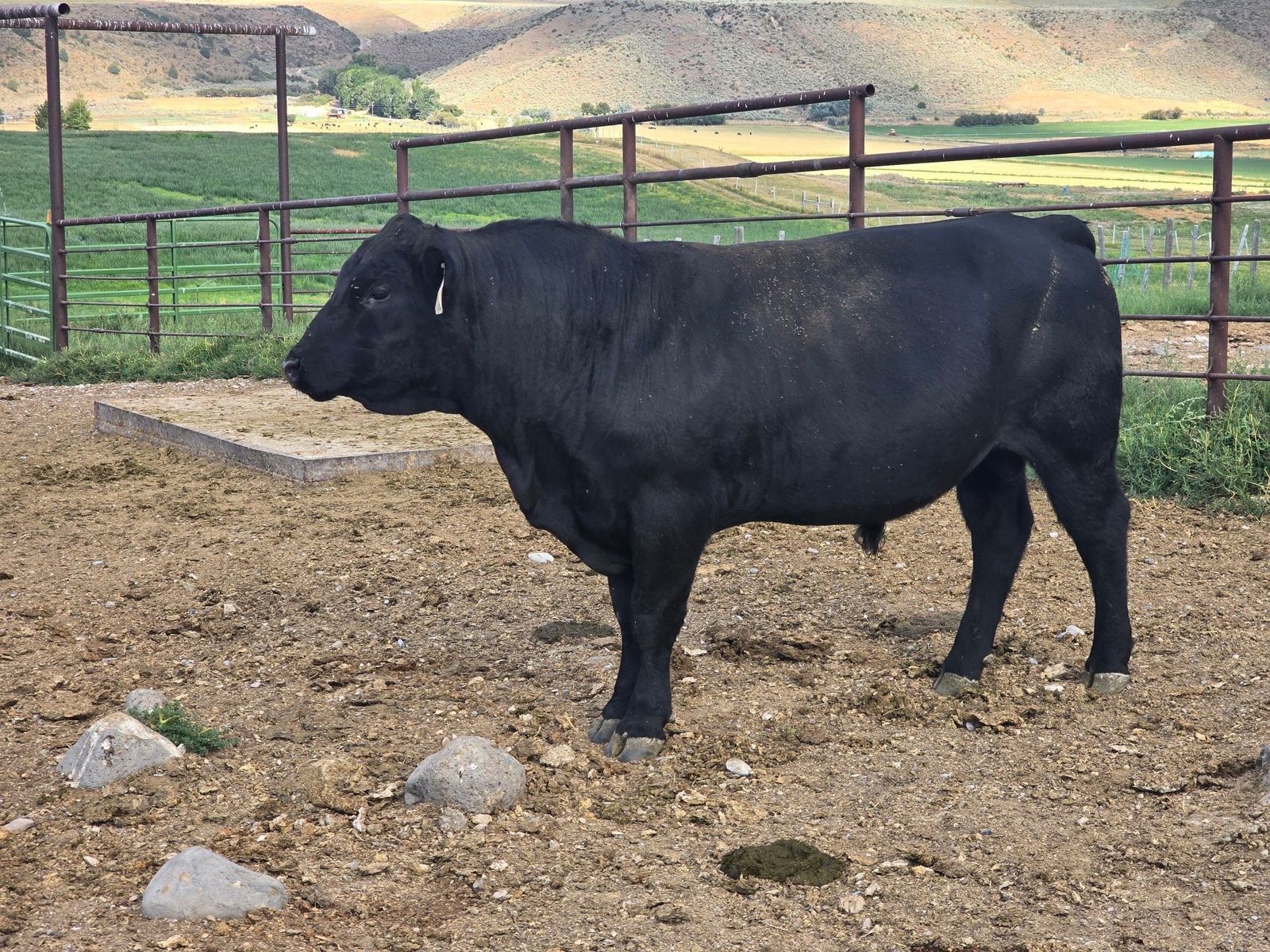 Black Angus Bull