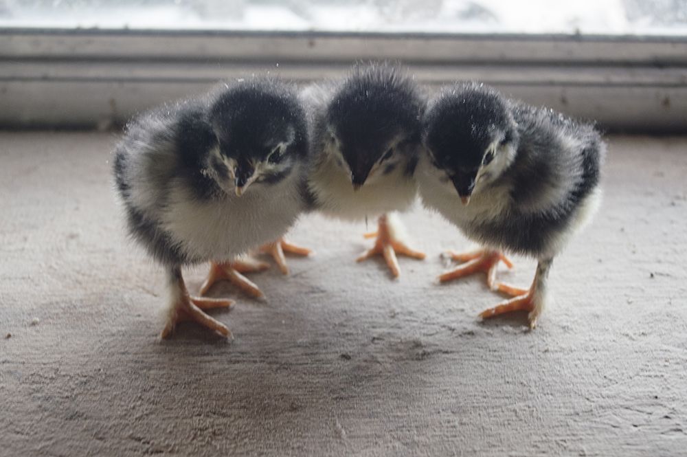 Black Copper Marans Chicks