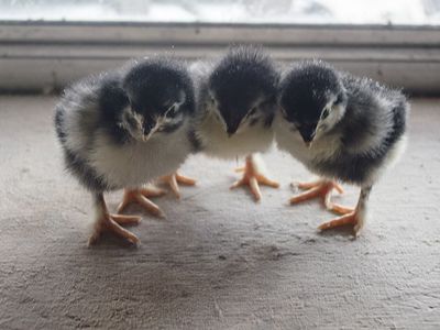 Black Copper Marans Chicks