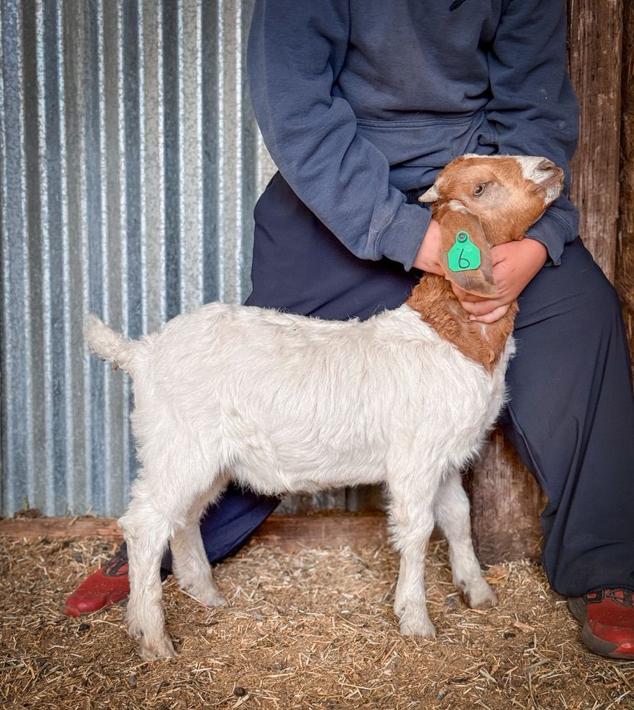 2025 FFA Show Goat Kids