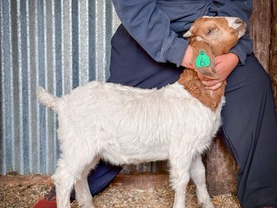 2025 FFA Show Goat Kids