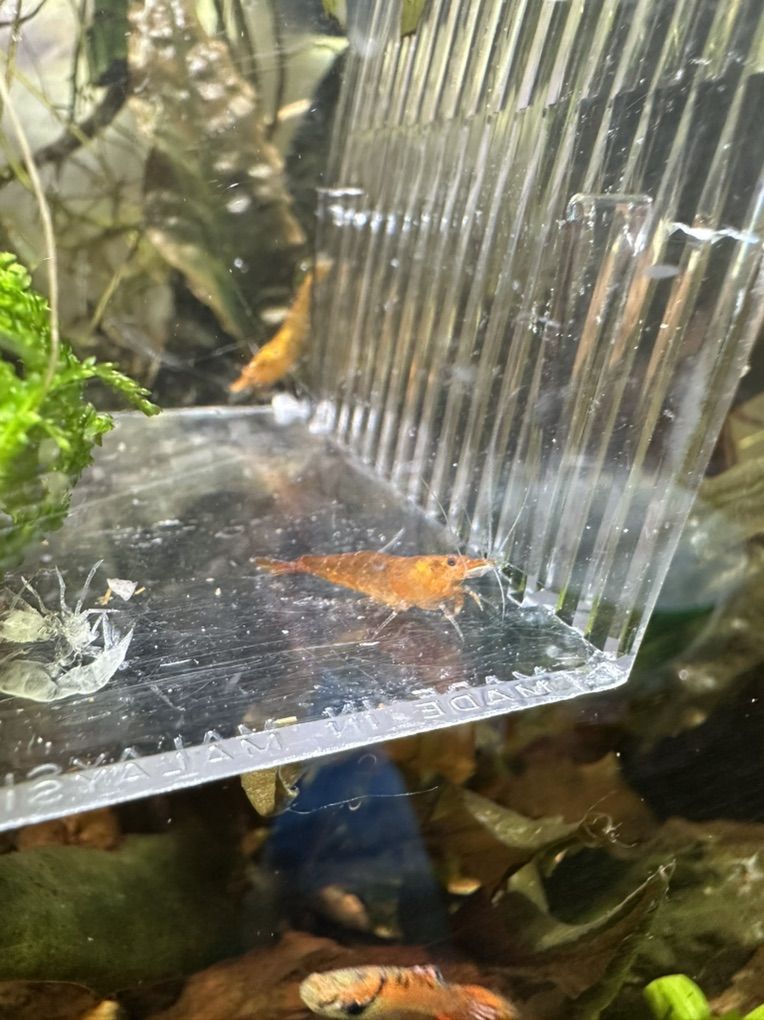 Orange Neocaridina Shrimp