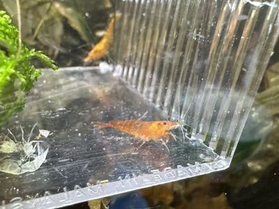 Orange Neocaridina Shrimp