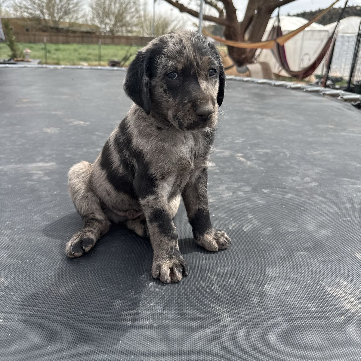 Catahoula Leopard/lab Dogs