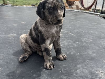 Catahoula Leopard/lab Dogs