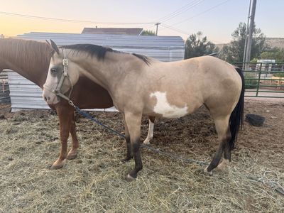 Nice big filly