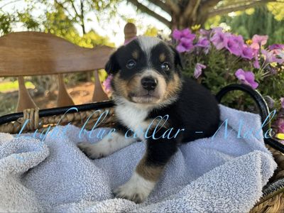 Texas Heeler Puppies