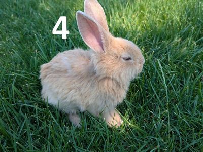 Lionhead Baby Bunnies