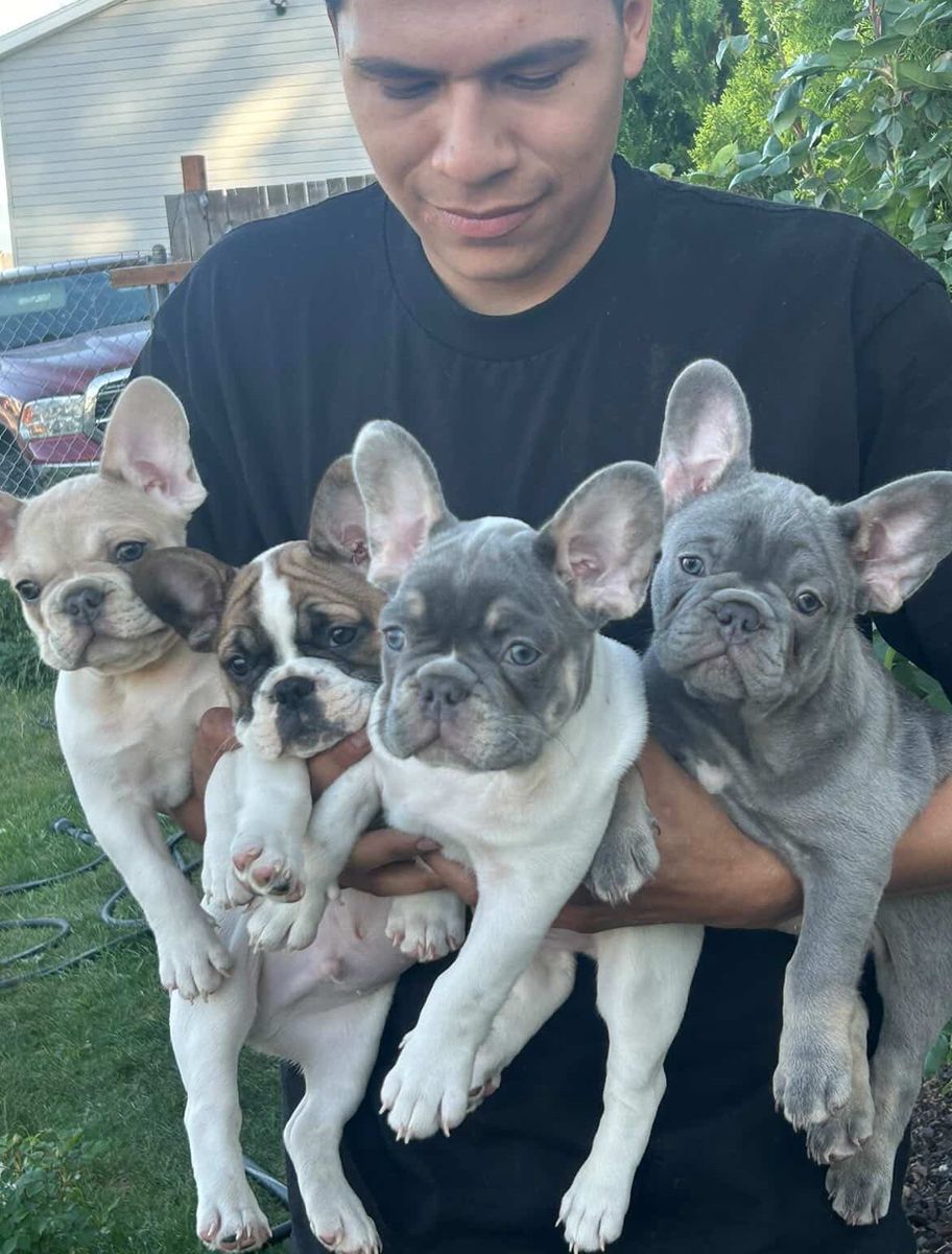 French Bulldogs Puppies