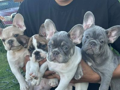 French Bulldogs Puppies