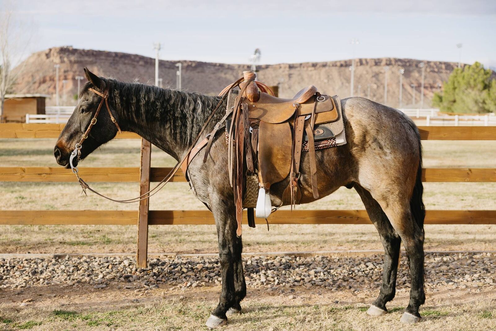 AQHA Blue Roan All-Around Rope/Ranch Gelding