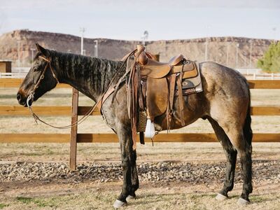 AQHA Blue Roan All-Around Rope/Ranch Gelding