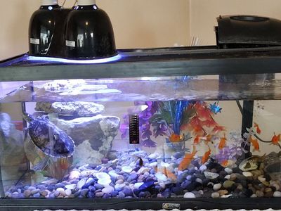 Fish tank 20 galones