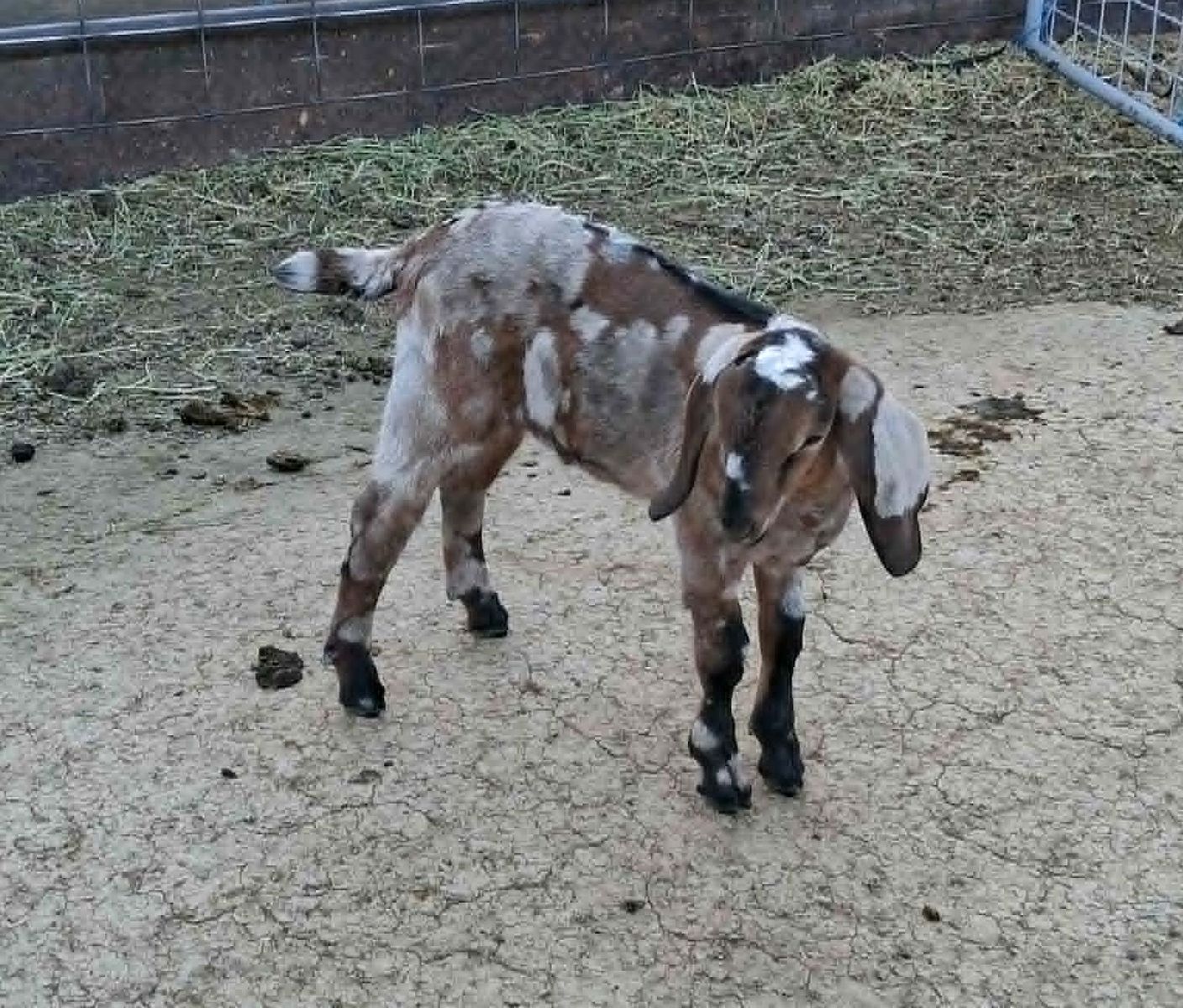 6 ADGA Nubian bucklings goats