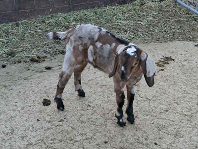 6 ADGA Nubian bucklings goats