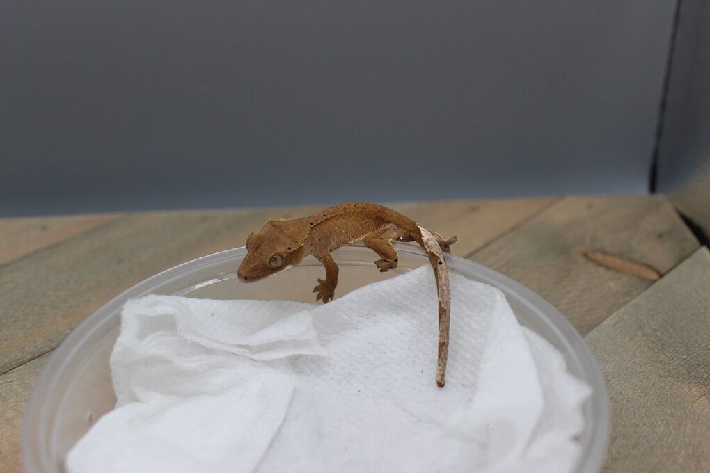 Baby Crested Geckos