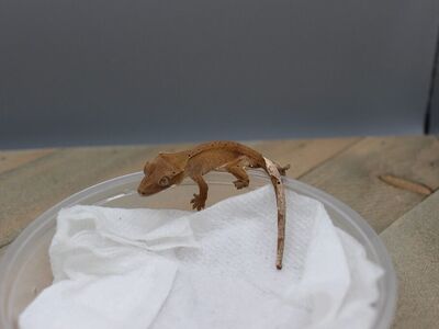 Baby Crested Geckos