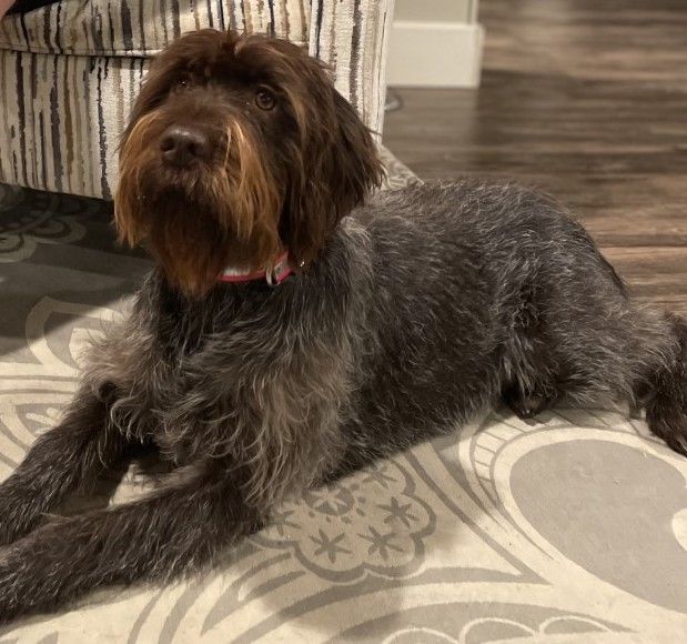 Wirehaired Pointing Griffon Pups