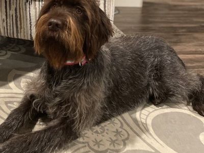 Wirehaired Pointing Griffon Pups