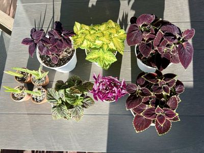Potted Houseplants- Coleus, Pink Paradise Tradescantia, and Aloe Vera