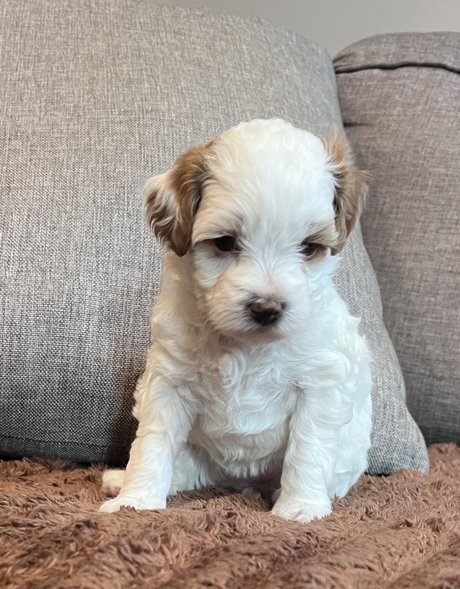 Mini goldendoodle puppy- female rare markings