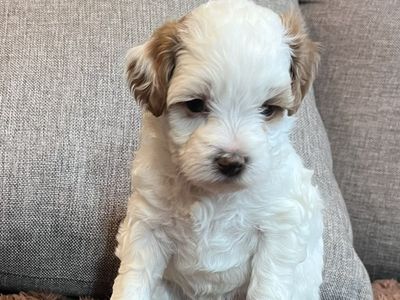Mini goldendoodle puppy- female rare markings