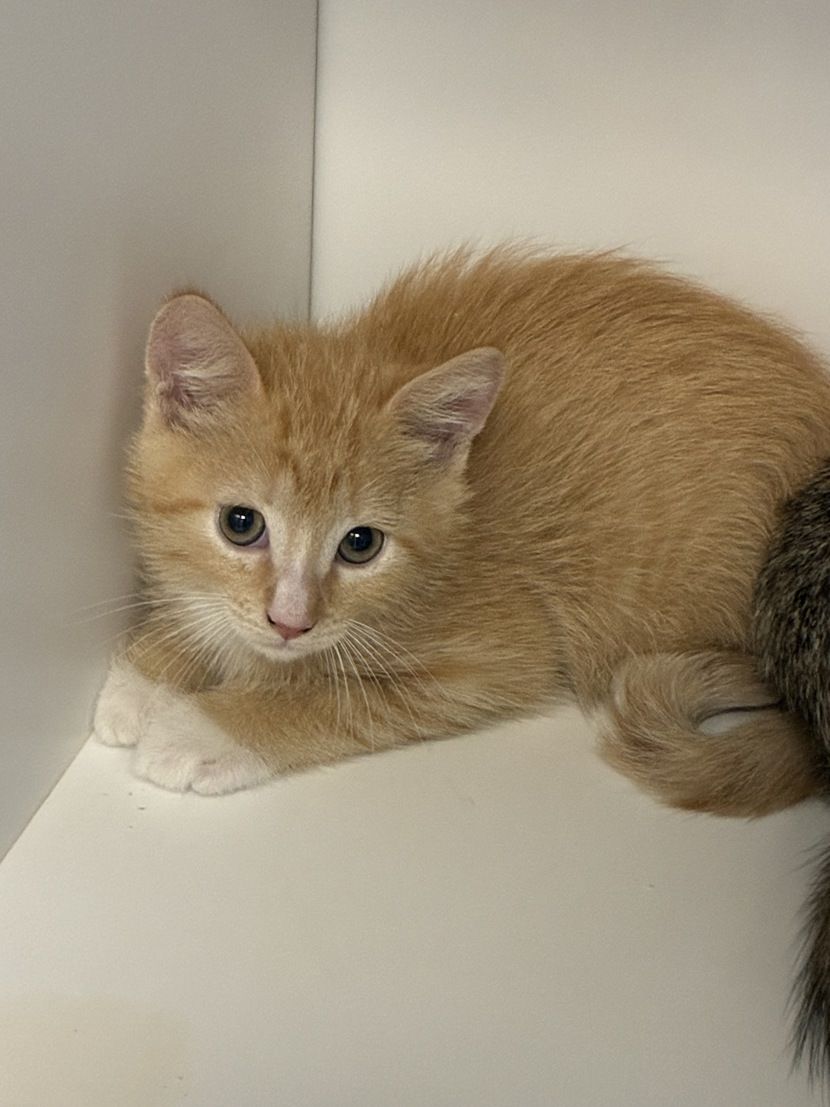 A163915 Pepe is Available for Adoption!