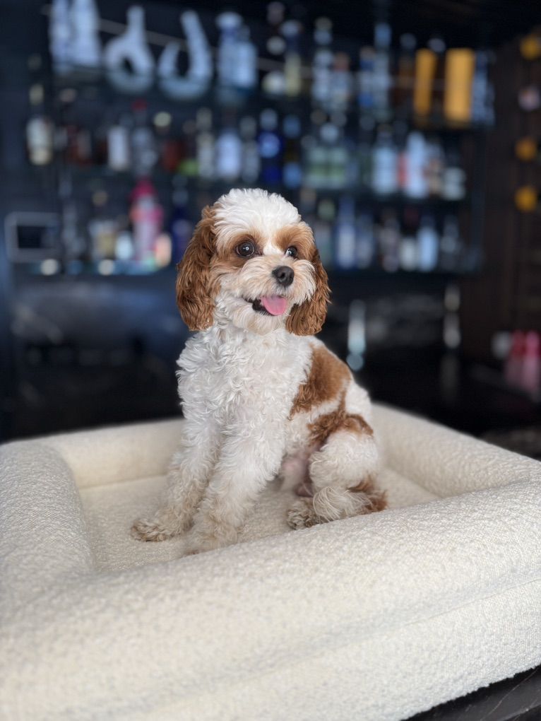 8 lbs Red Blenheim F1b Cavapoo Stud Service – Hypoallergenic Teddy Bear Puppies