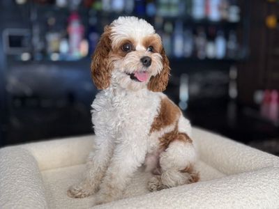 8 lbs Red Blenheim F1b Cavapoo Stud Service – Hypoallergenic Teddy Bear Puppies