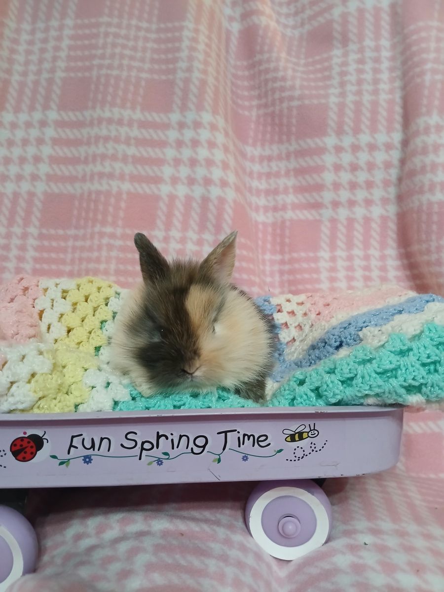 Lion head mix bunnies