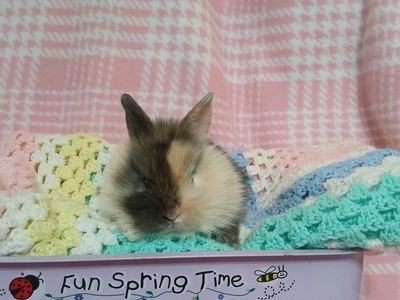 Lion head mix bunnies