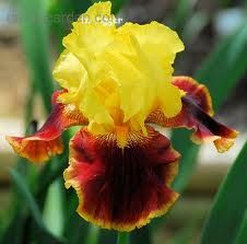 Premium Iris Rhyzomes--90 Gorgeous Colors