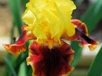 Premium Iris Rhyzomes--90 Gorgeous Colors