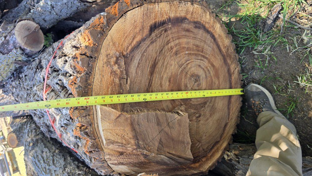 black walnut and honey locust logs