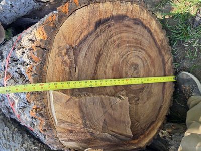 black walnut and honey locust logs