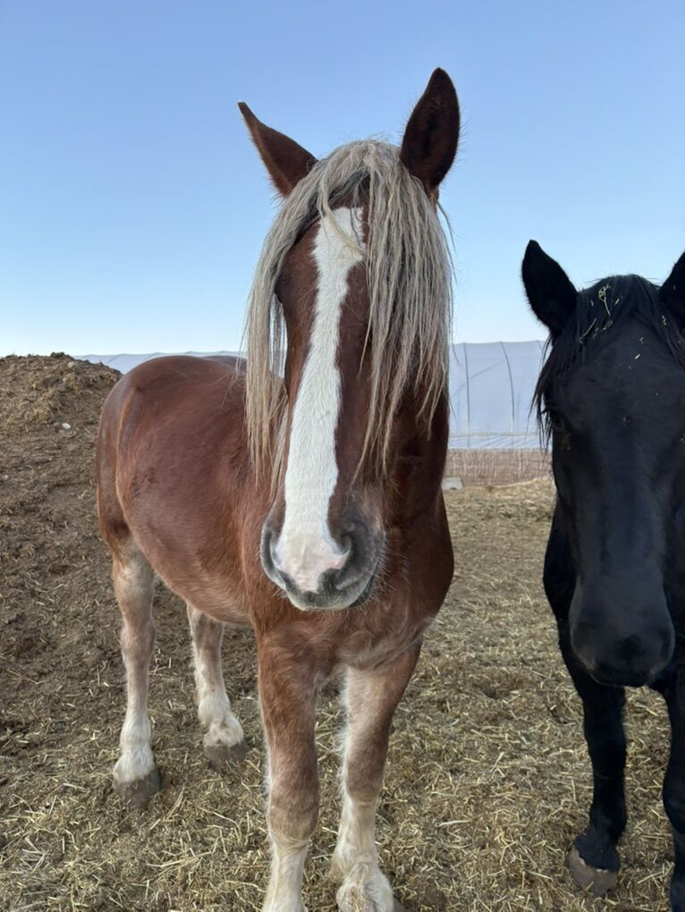 Coming 3 Yr Belgian Gelding