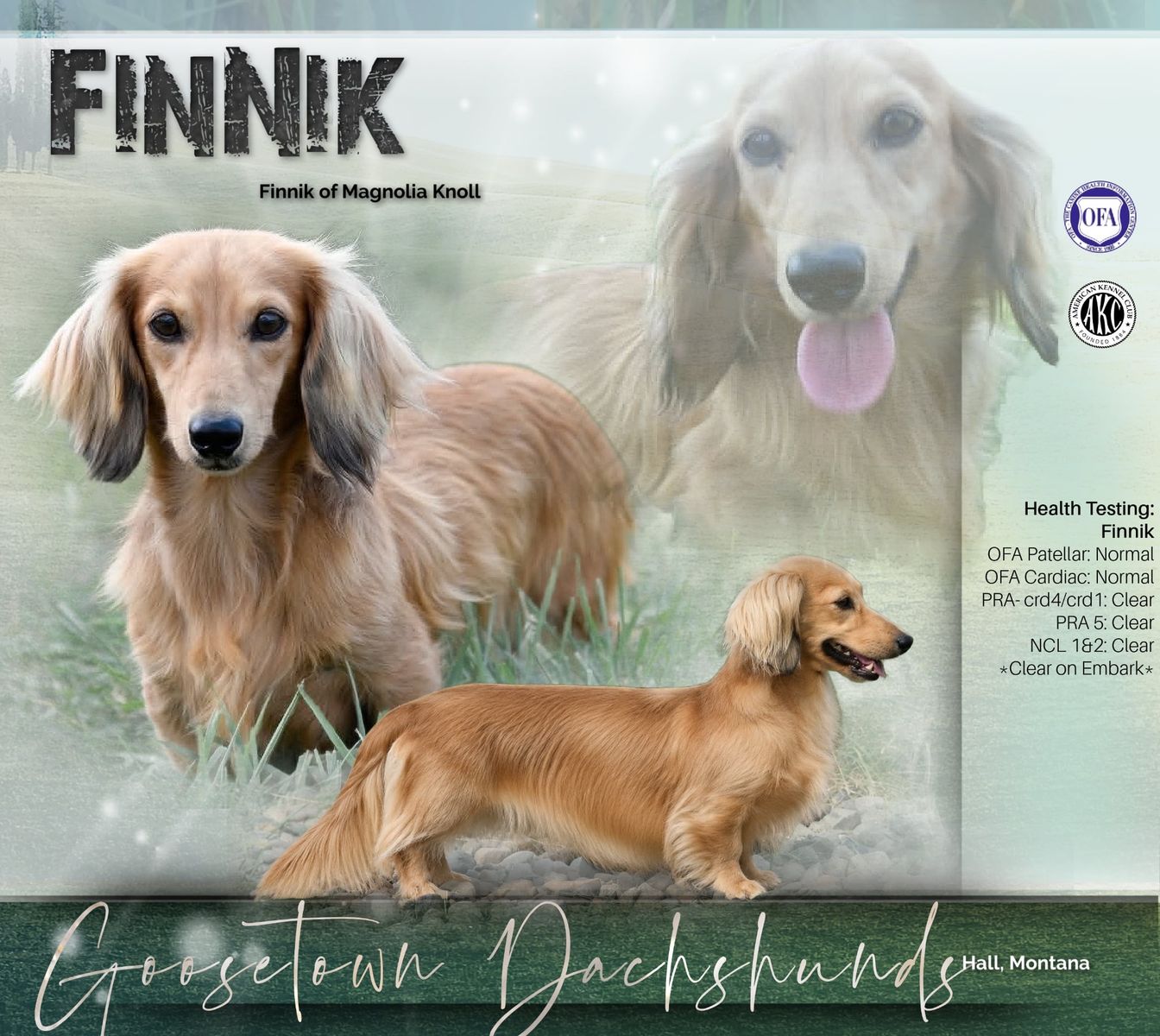 Long Haired Shaded Cream Dachshund Stud- Finnik of Magnolia Knoll - 