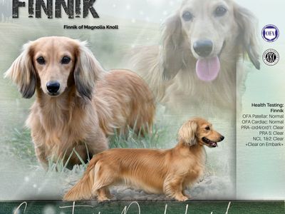 Long Haired Shaded Cream Dachshund Stud- Finnik of Magnolia Knoll -