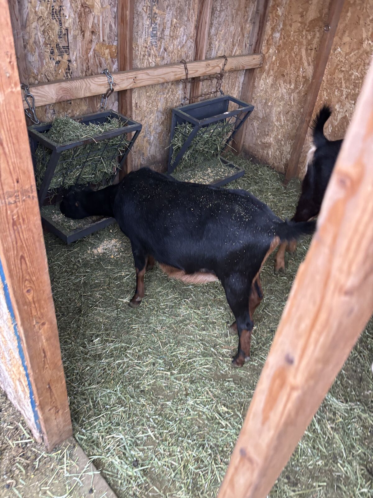 Beautiful 2 year old registered lamancha doe