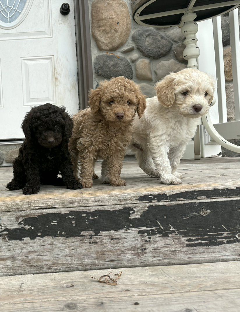 Mini Australian Golden Doodles
