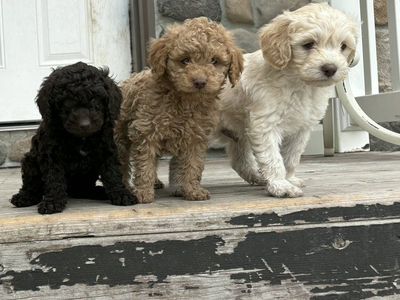 Mini Australian Golden Doodles