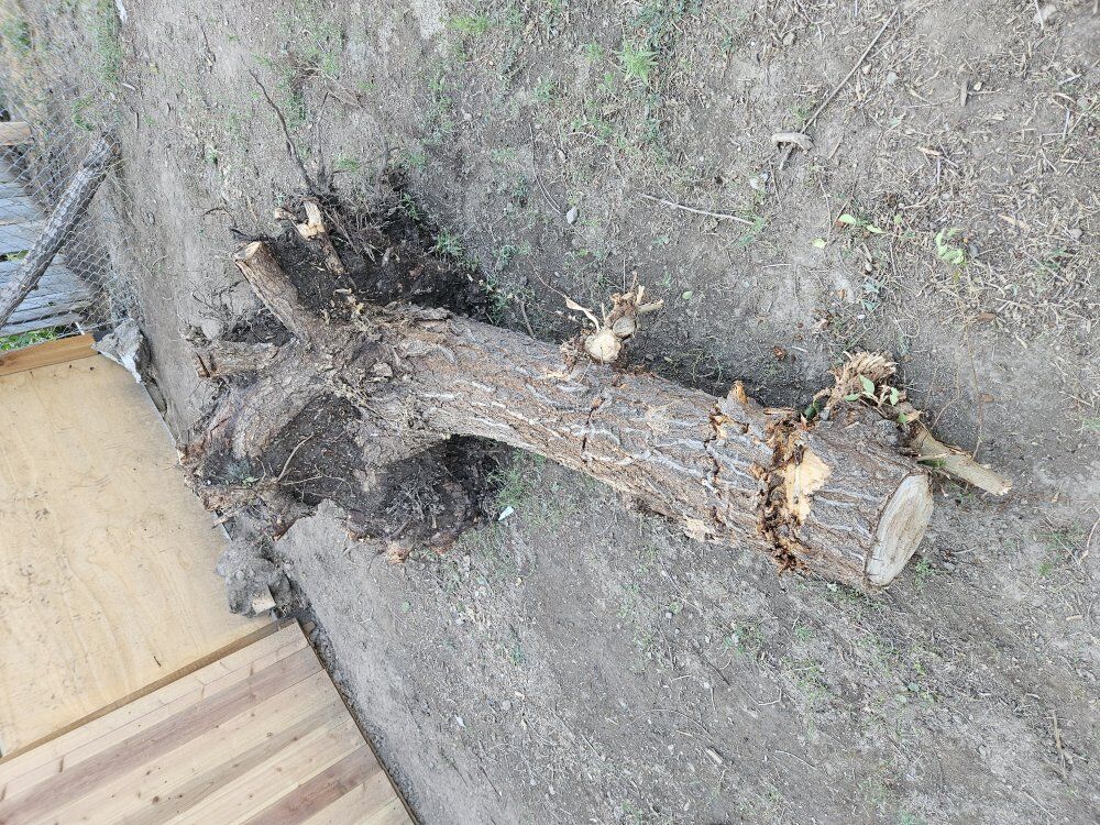 free tree log and stump,